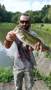 Largemouth Bass