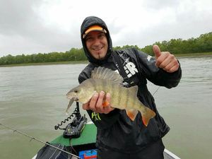 European Perch