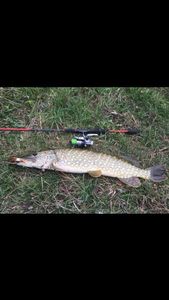 Northern Pike