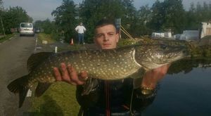 Northern Pike