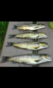 Brown Trout