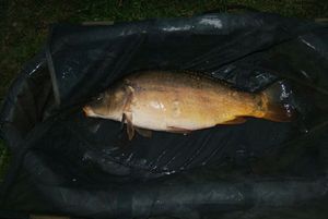 Mirror Carp