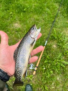 Brook Trout