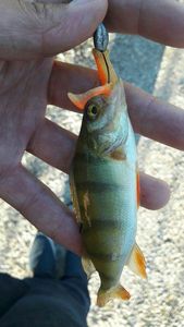 European Perch