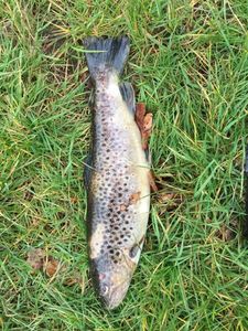 Brown Trout