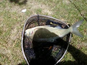 Common Bream