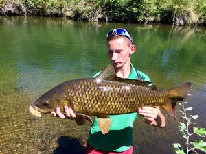 Common Carp