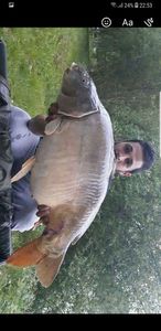 Mirror Carp