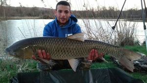 Silver Carp