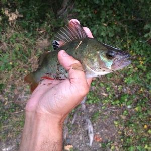 European Perch