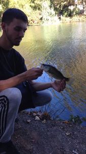 Largemouth Bass