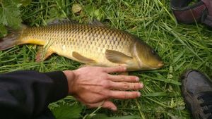 Common Carp
