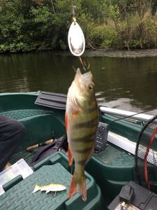 European Perch