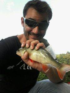 European Perch