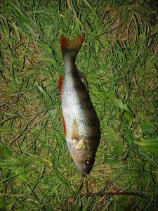 European Perch
