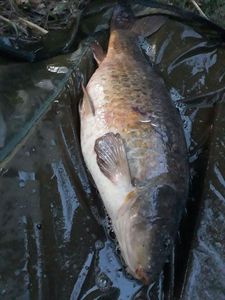 Common Carp