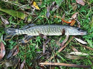 Northern Pike