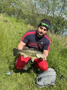 Largemouth Bass