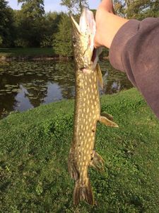Northern Pike