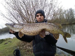 Northern Pike