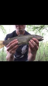Brown Trout