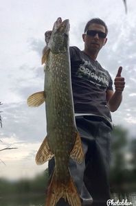 Northern Pike