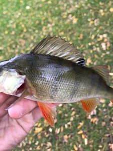 European Perch