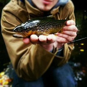 Brown Trout