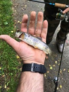 Brown Trout