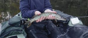 Northern Pike