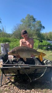 Common Carp