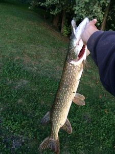 Northern Pike