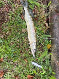 Northern Pike