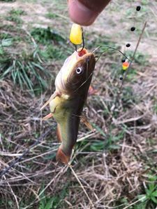 Redtail Catfish (Pirarara)
