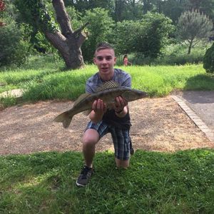 Zander