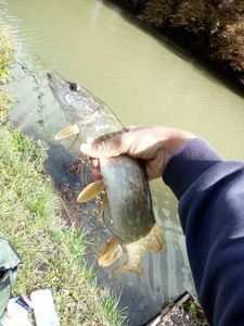 Northern Pike
