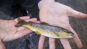 Brown Trout