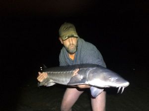 Sturgeon