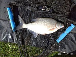 Common Bream