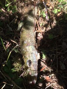 Northern Pike