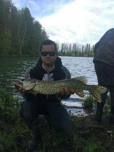 Chain Pickerel