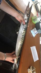 Great Barracuda