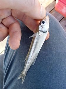 Thicklip Grey Mullet
