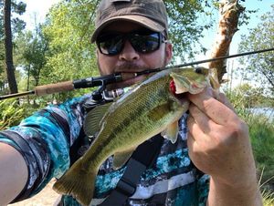 Largemouth Bass