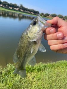 Largemouth Bass