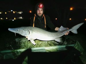 Sturgeon