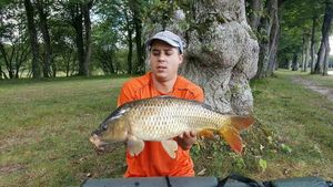 Common Carp