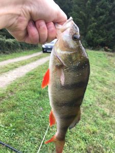 European Perch