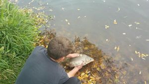 Mirror Carp