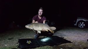 Common Carp